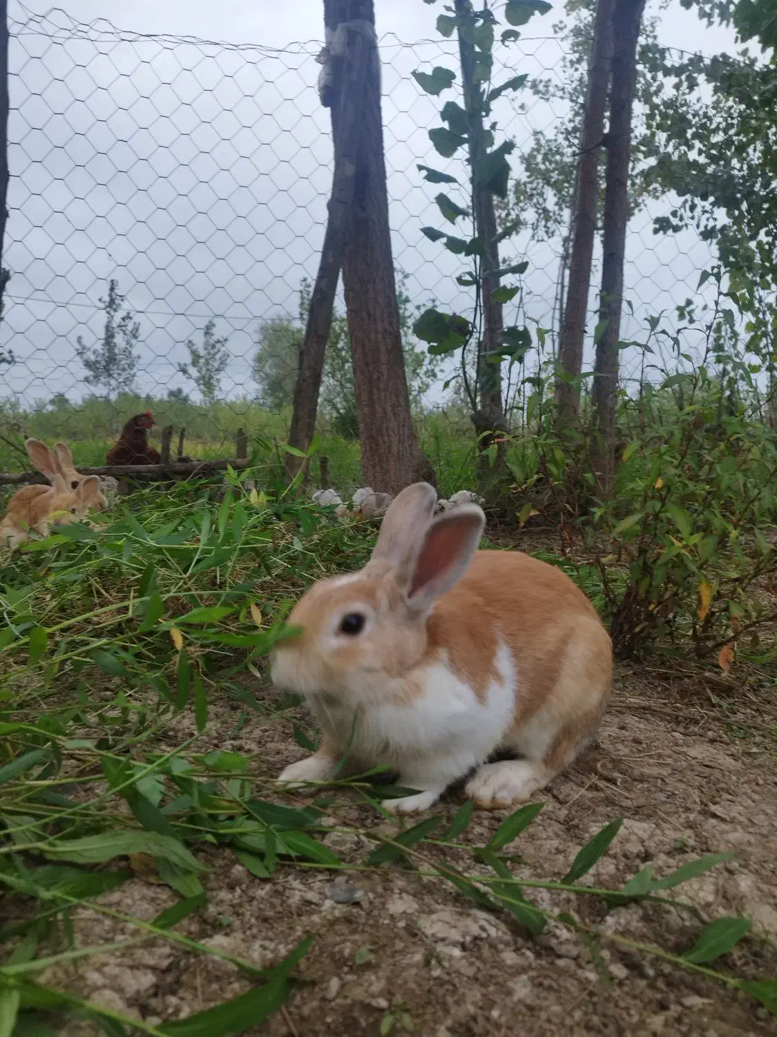 خرگوش نیمه لپ|موش و خرگوش|طاهرگوراب, |دیوار