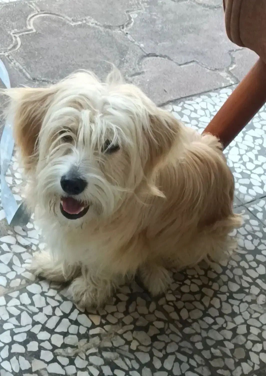 واگذاری|سگ|رشت, کوی مهر|دیوار