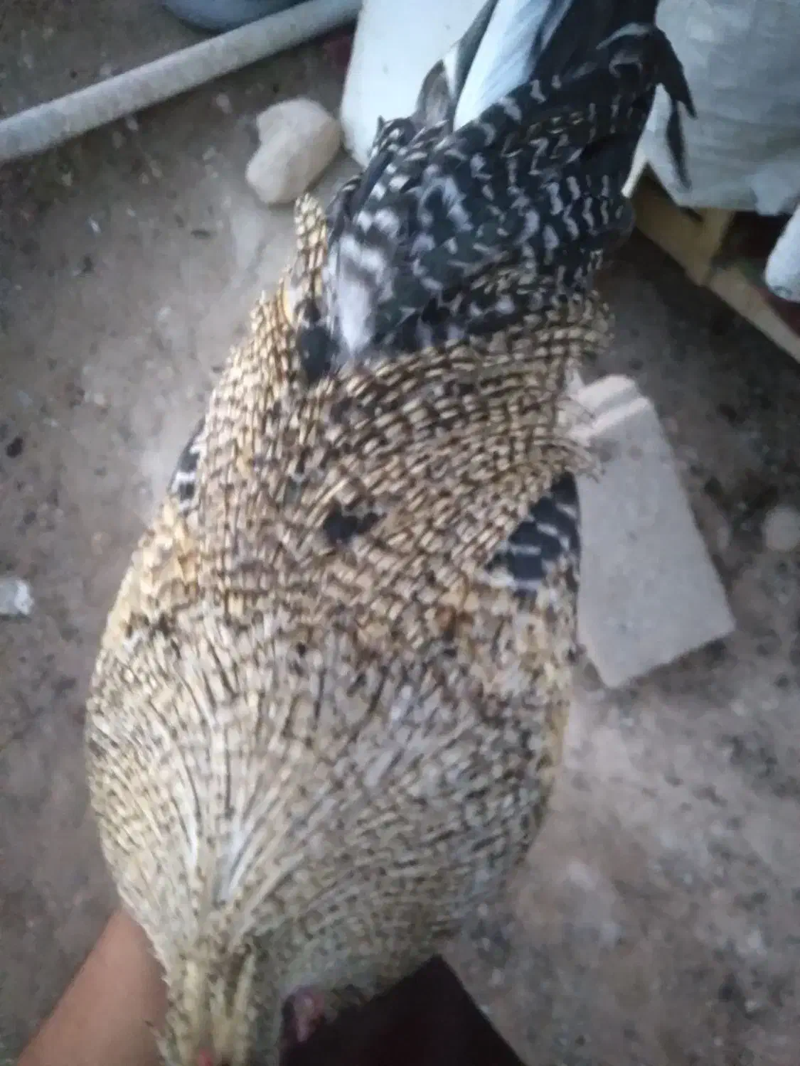 خروس چهل تاج ذراتی|حیوانات مزرعه|سرپل ذهاب, |دیوار