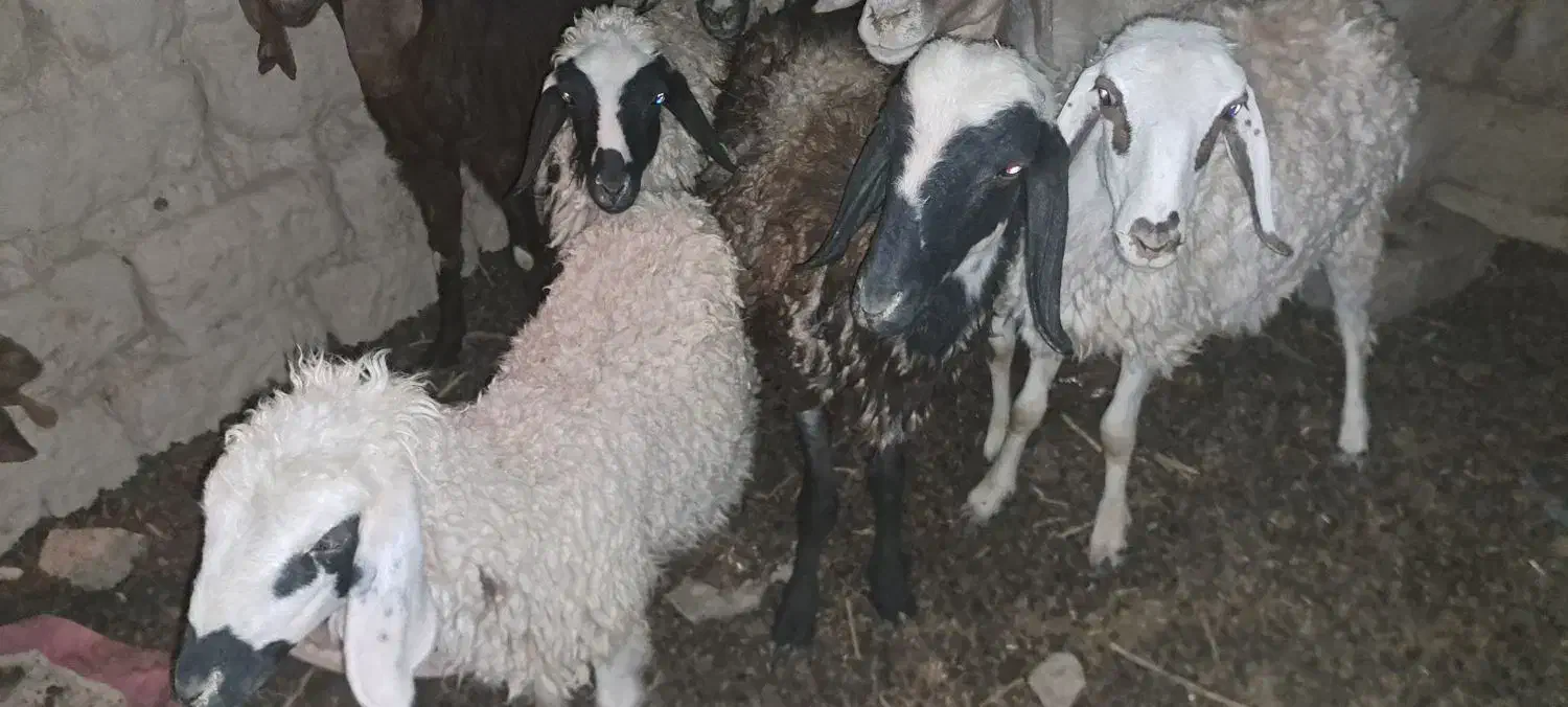 گوسفند وبره فروشی|حیوانات مزرعه|زابل, |دیوار