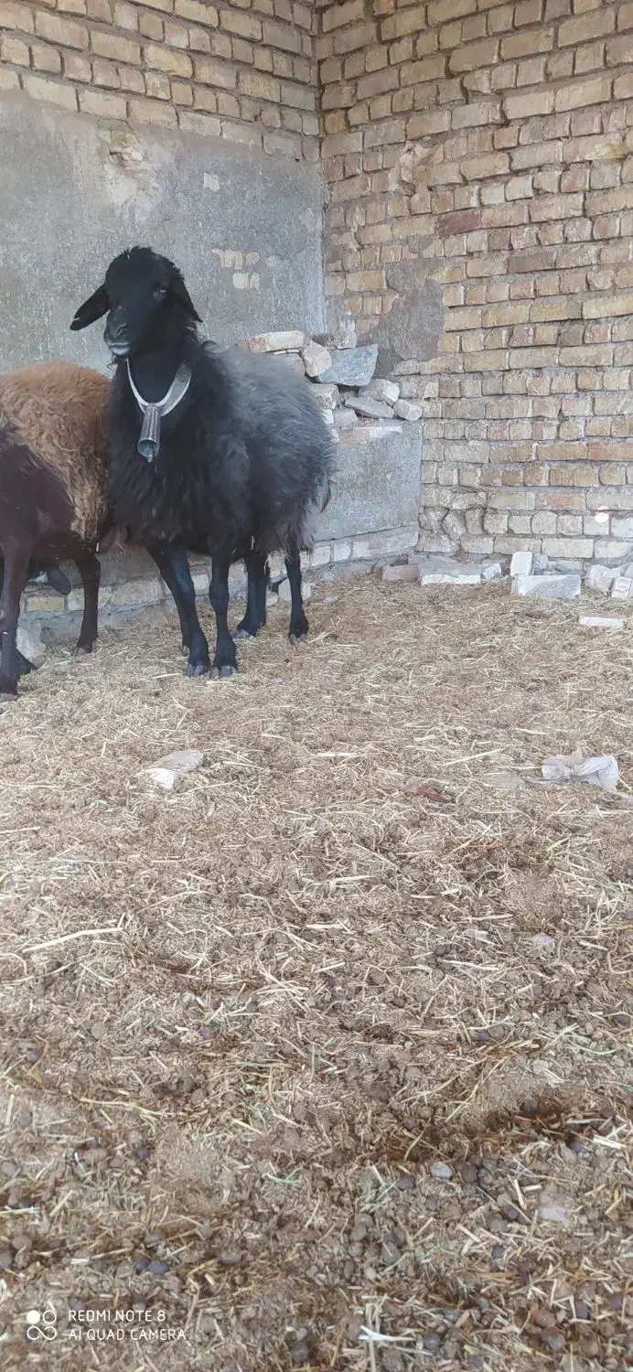 شیشک میش افشاری|حیوانات مزرعه|مبارکه, |دیوار