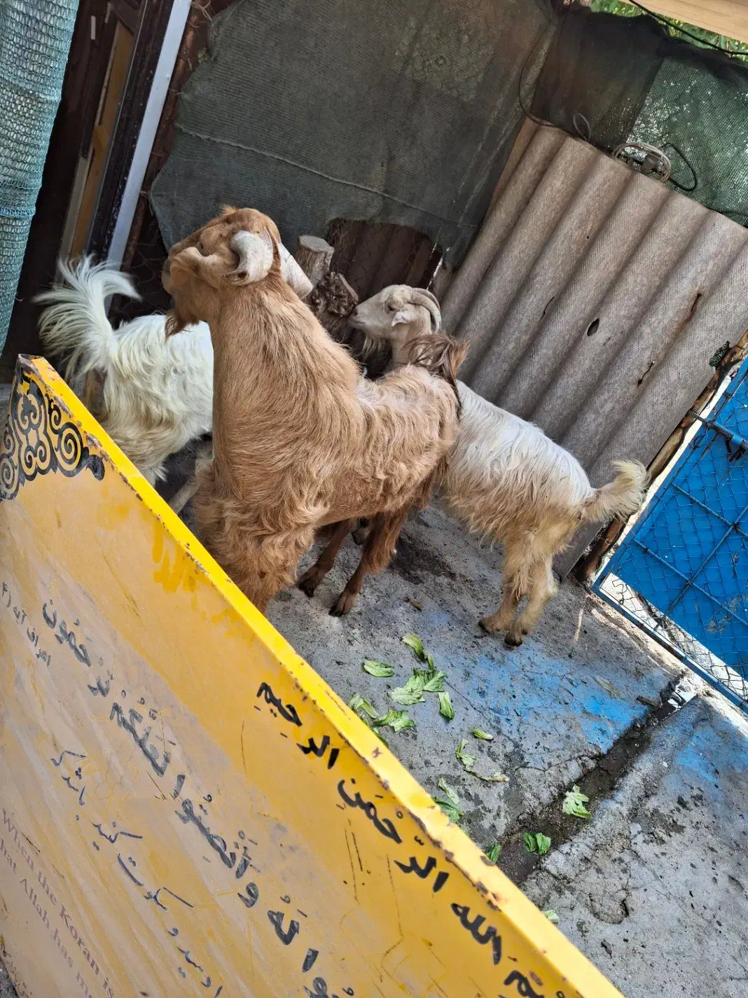 کره نر|حیوانات مزرعه|سیراف, |دیوار