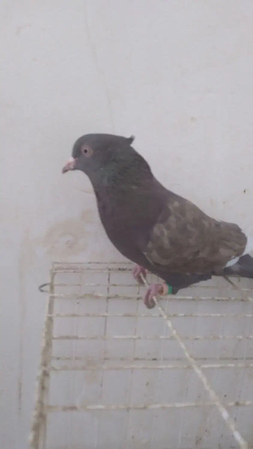 سینه'قهوه ای نر|پرنده|اهواز, منبع اب|دیوار