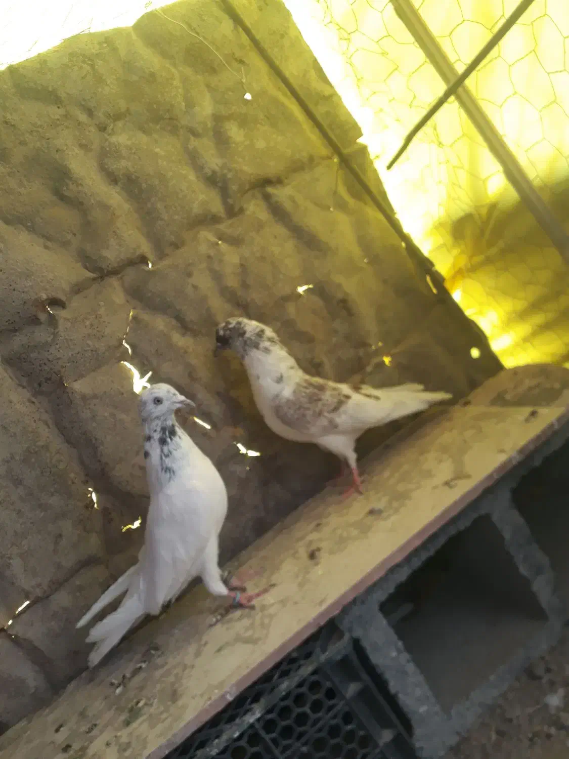 کبوتر|پرنده|کوهرنگ, |دیوار