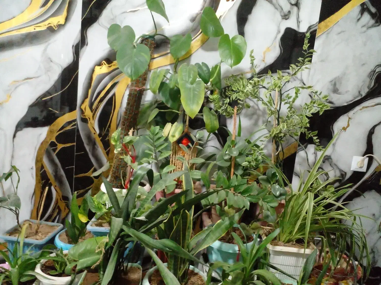 گل های گلدون با استند|گل و گیاه طبیعی|کرج, گلدشت|دیوار