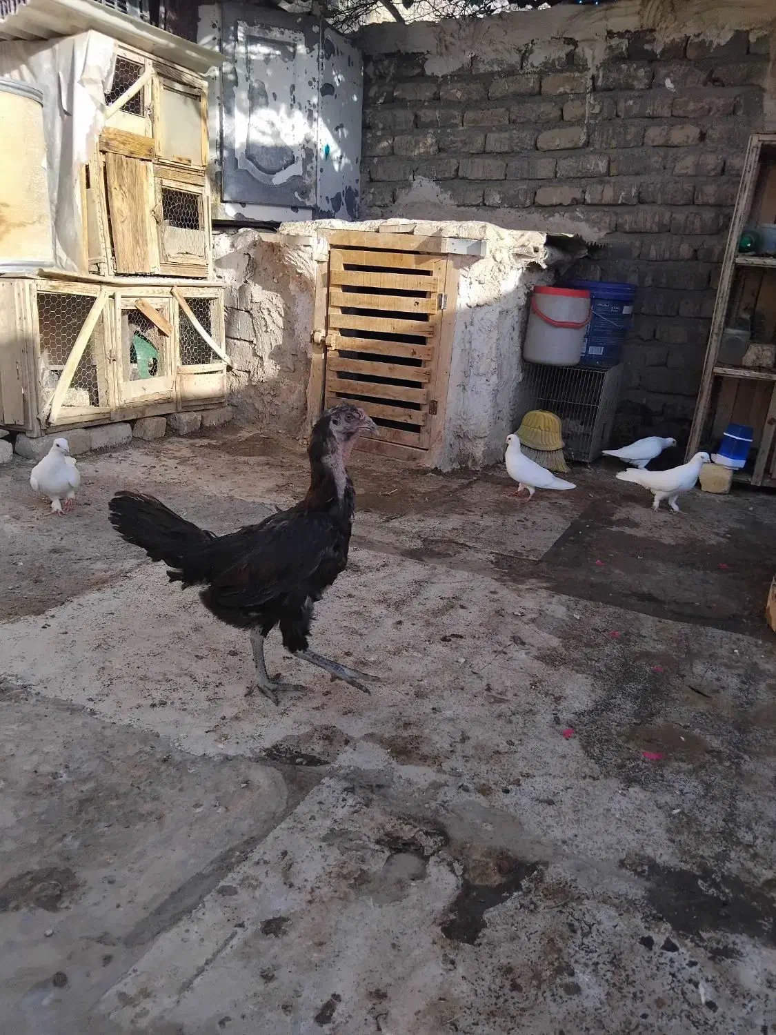 مرغ خروس لاری اصل سالم جوان|حیوانات مزرعه|قم, دورشهر|دیوار