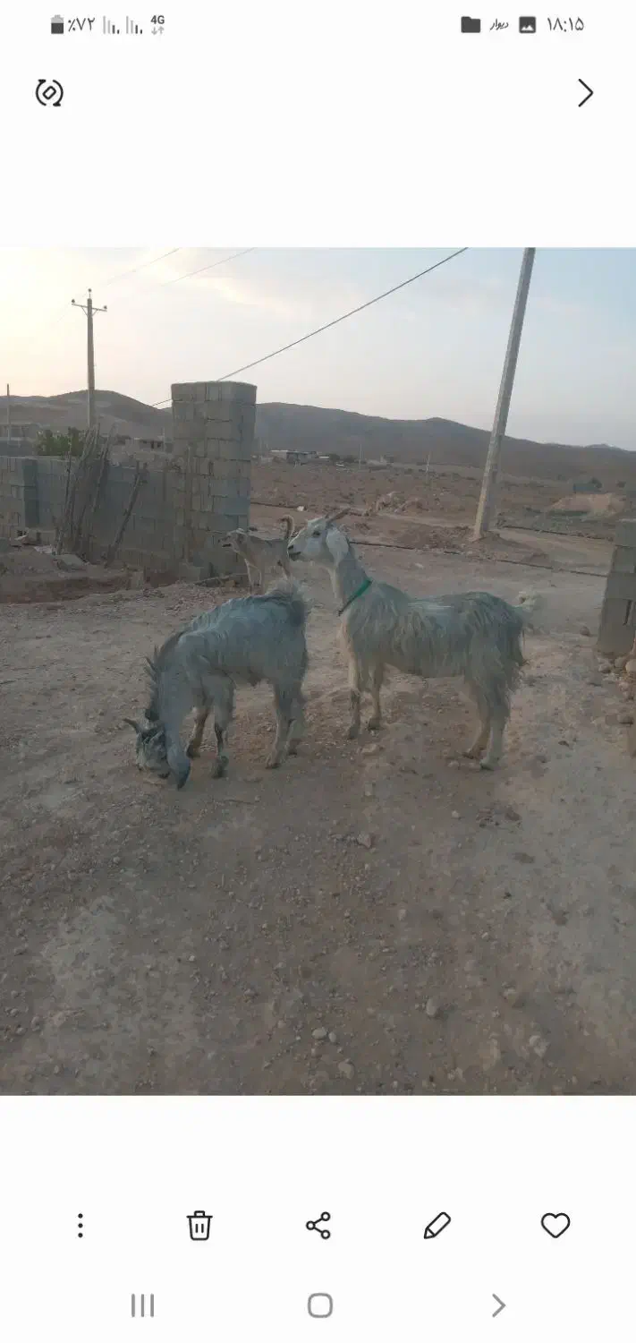 باسلام فروش ۱عدد بزگلابی ۳قلوزا|حیوانات مزرعه|جهرم, |دیوار