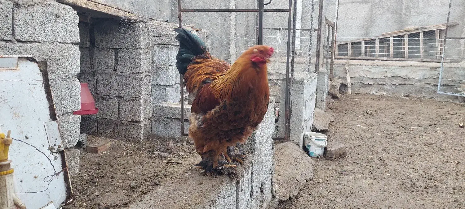 خروس برهما|حیوانات مزرعه|جلفا, |دیوار