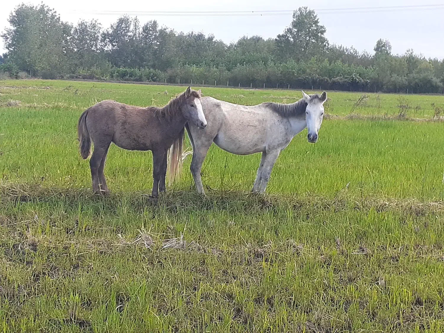 مادیان باکره مادیون|اسب و تجهیزات اسبسواری|پرهسر, |دیوار