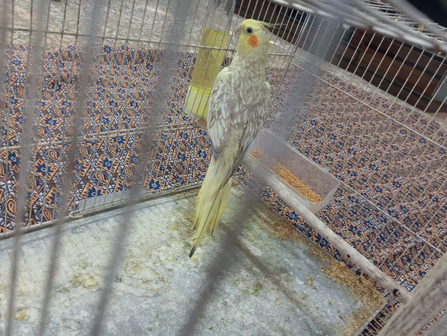 عروس هلندی|پرنده|رضوانشهر, |دیوار