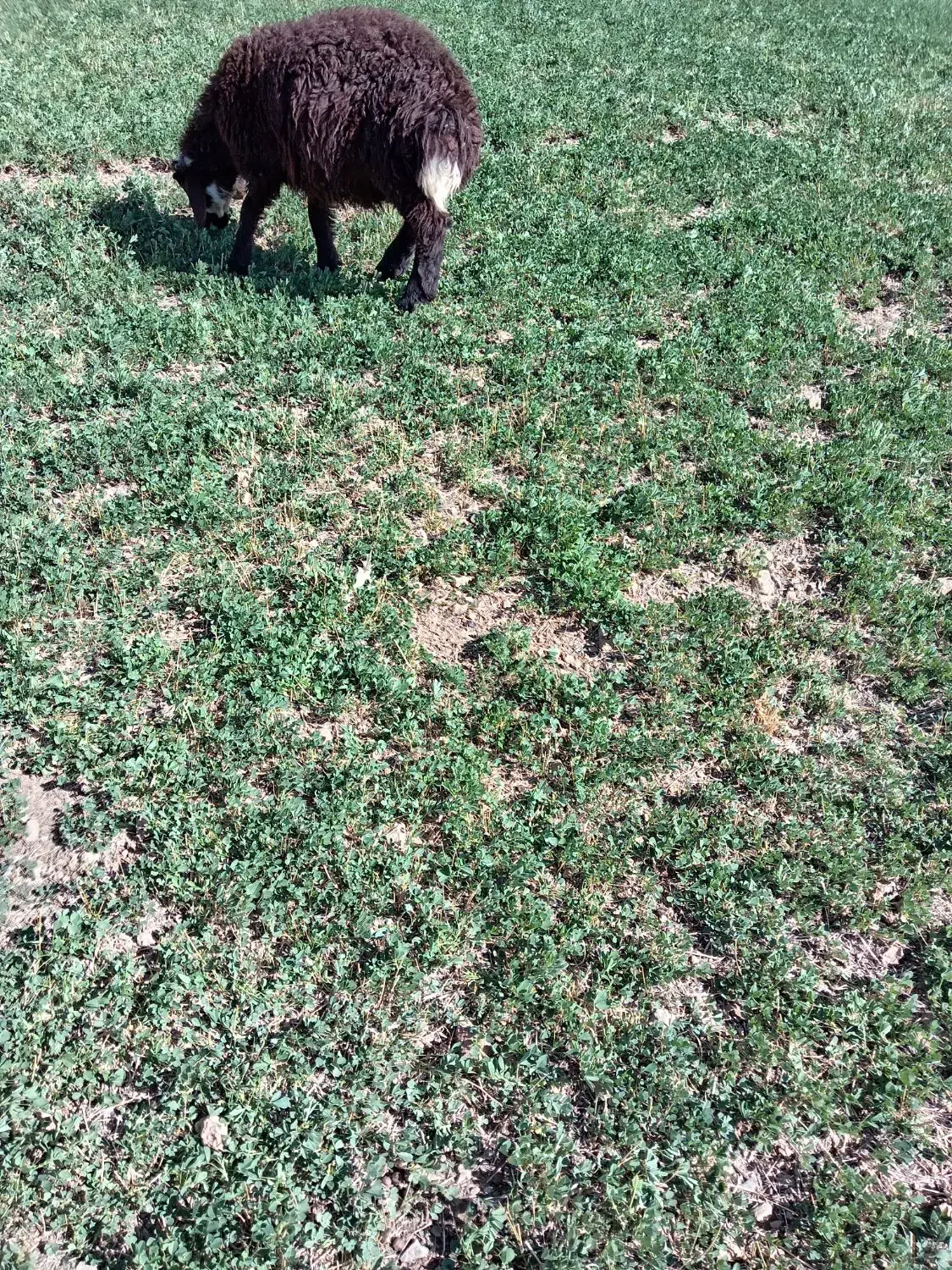 یک راس بره نر ویک راس بزغاله نر|حیوانات مزرعه|چادگان, |دیوار