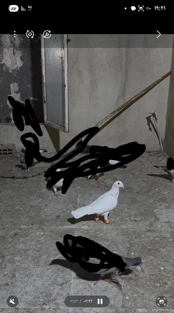 کفتر سار  در بلوار دوم گمشده هرکی گرفته تماس بگیره|پرنده|مشهد, شهید قربانی|دیوار