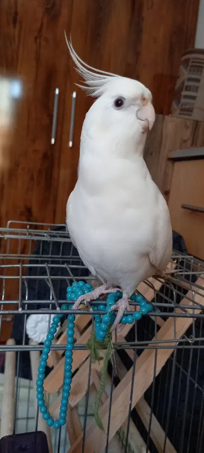 طوطی هلندی سفید گمشده|پرنده|دابودشت, |دیوار