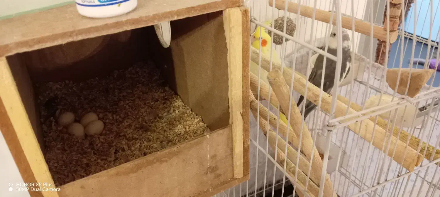 عروس هلند مولد|پرنده|محمدشهر, شهرک چمران|دیوار