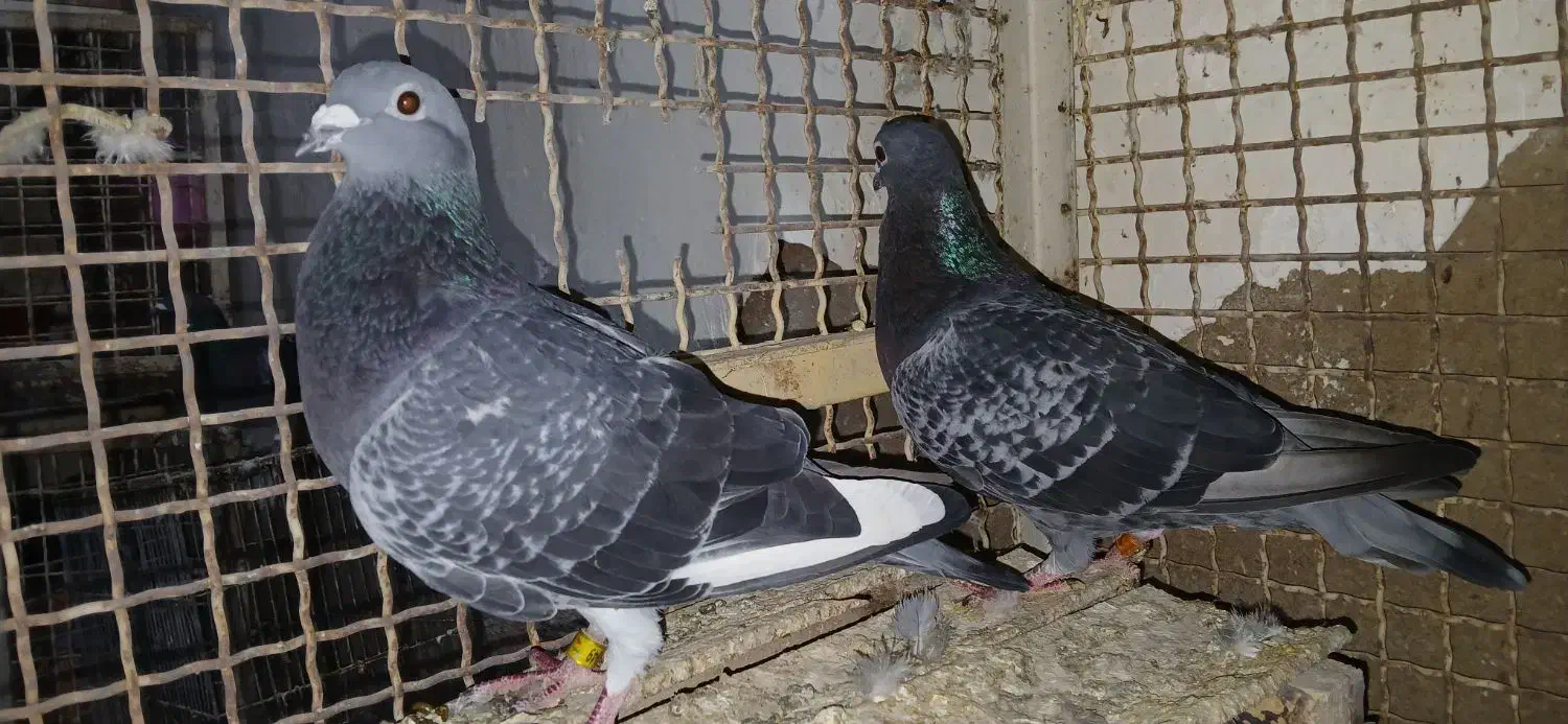 آردون|پرنده|شادگان, |دیوار