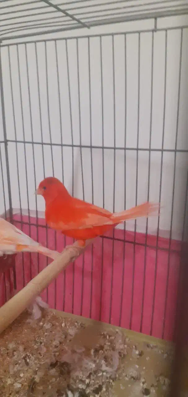 قناری .|پرنده|مبارکه, |دیوار