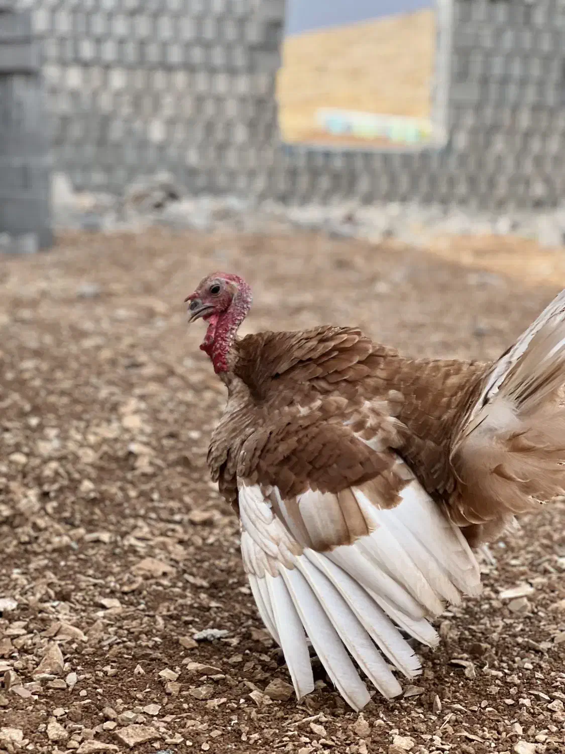 بوقلمون|حیوانات مزرعه|سرپل ذهاب, |دیوار