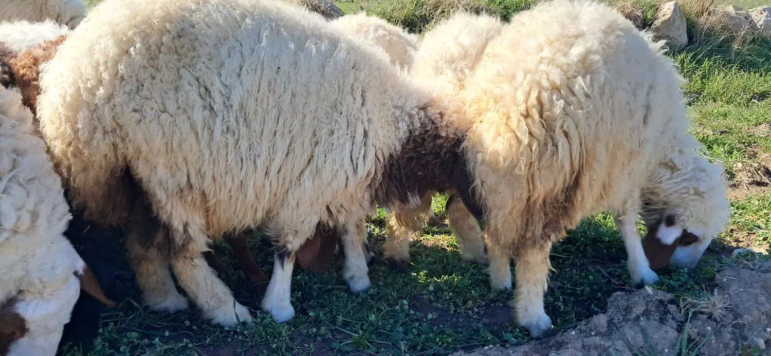 کاور|حیوانات مزرعه|سرپل ذهاب, |دیوار