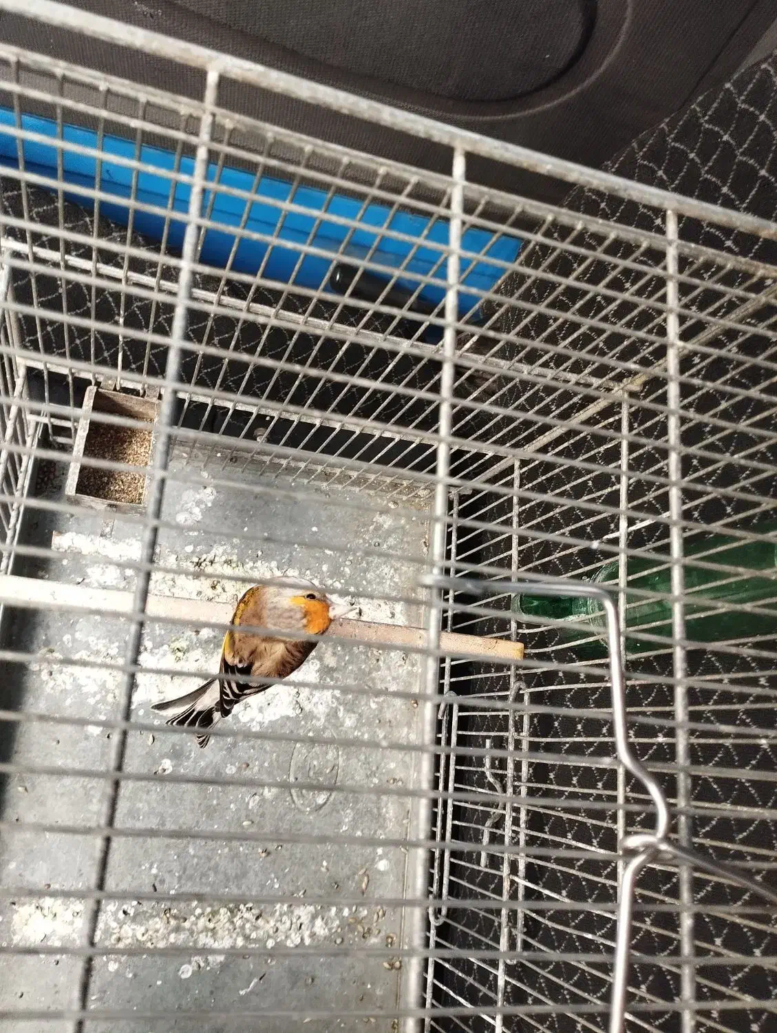 سهره نشوندار و سهره قناری دهن دار عربده کش|پرنده|ری, دولت‌آباد|دیوار