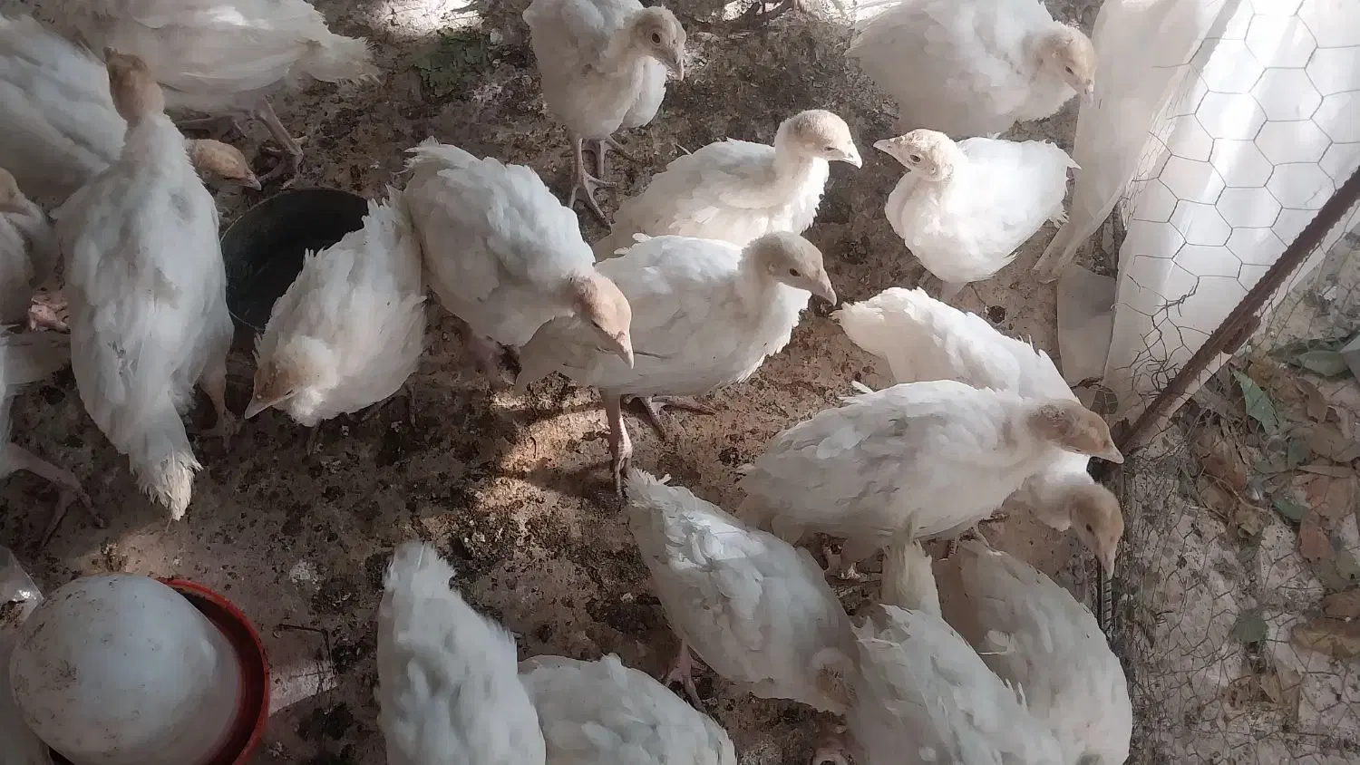 جوجه بوقلمون آماده برای پروارکردن|حیوانات مزرعه|شازند, |دیوار