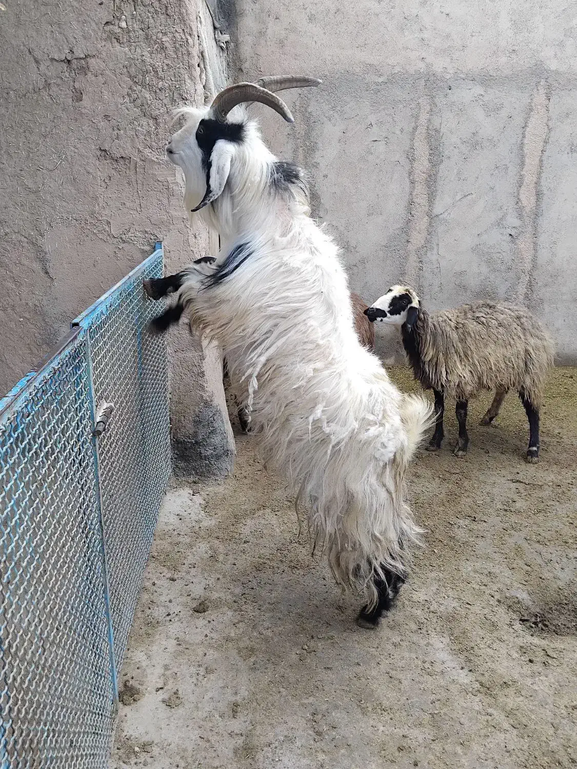 بز نر جلو رو|حیوانات مزرعه|شیروان (خراسان), |دیوار