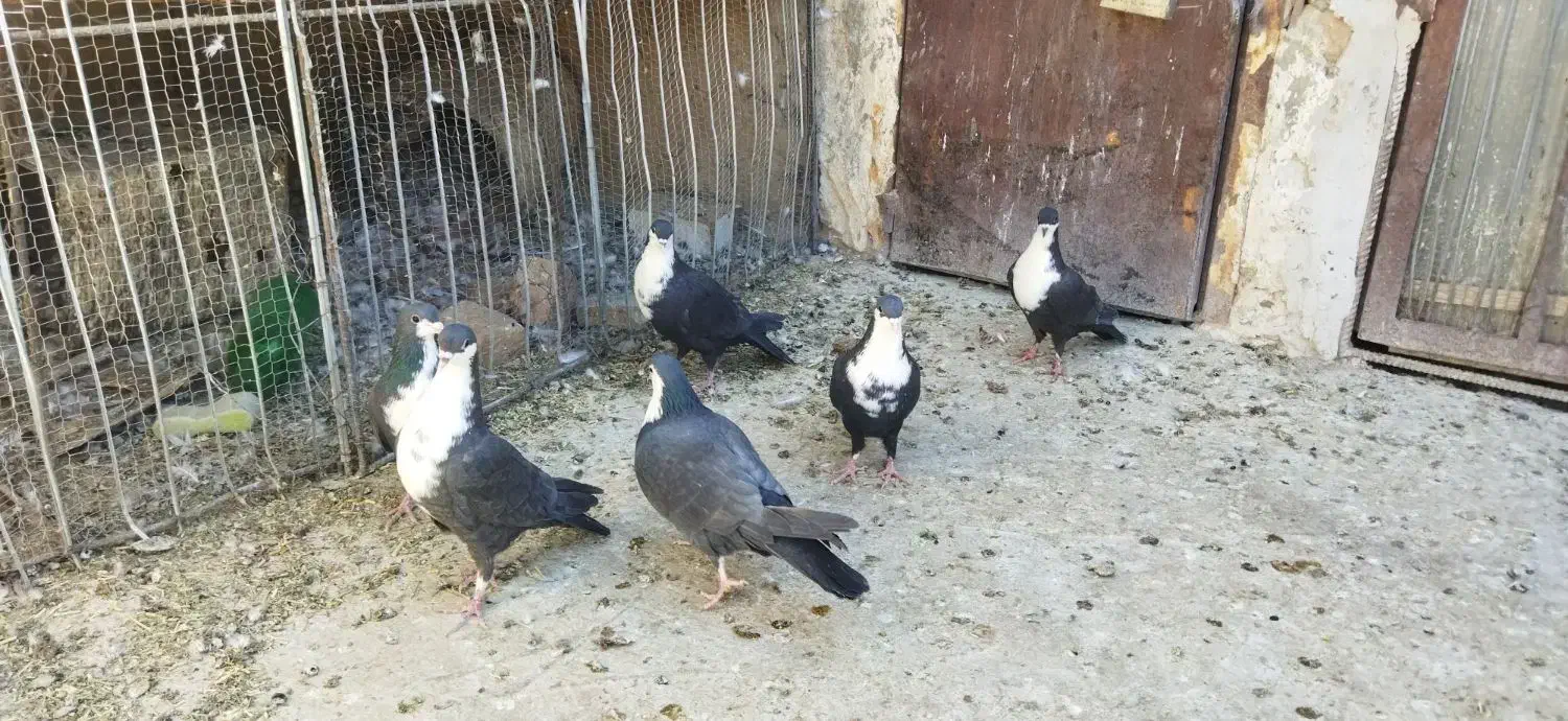 کبوتر|پرنده|درمیان, |دیوار