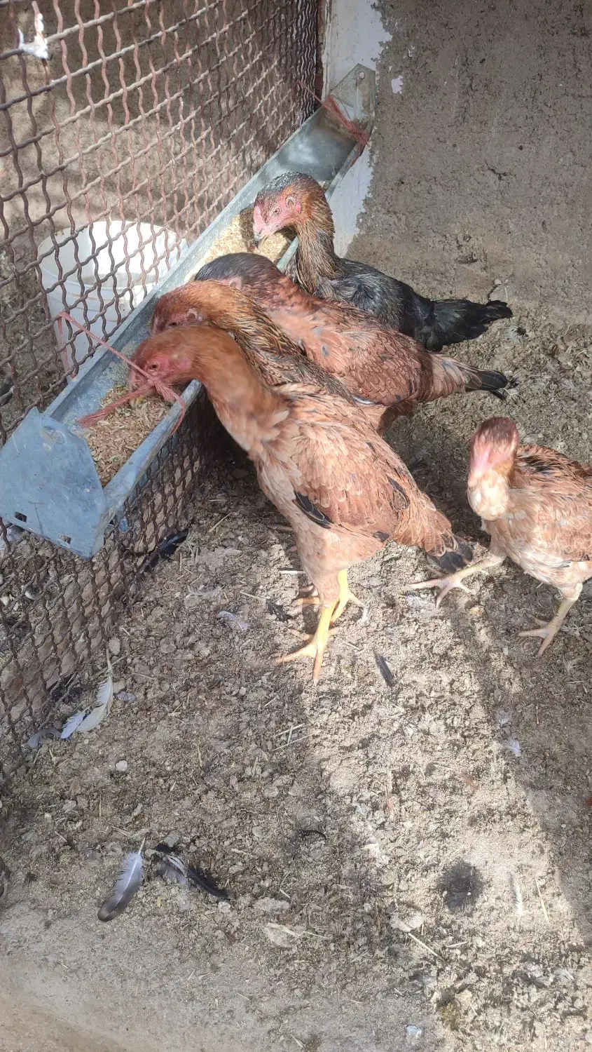 مرغ|حیوانات مزرعه|جوادآباد, |دیوار