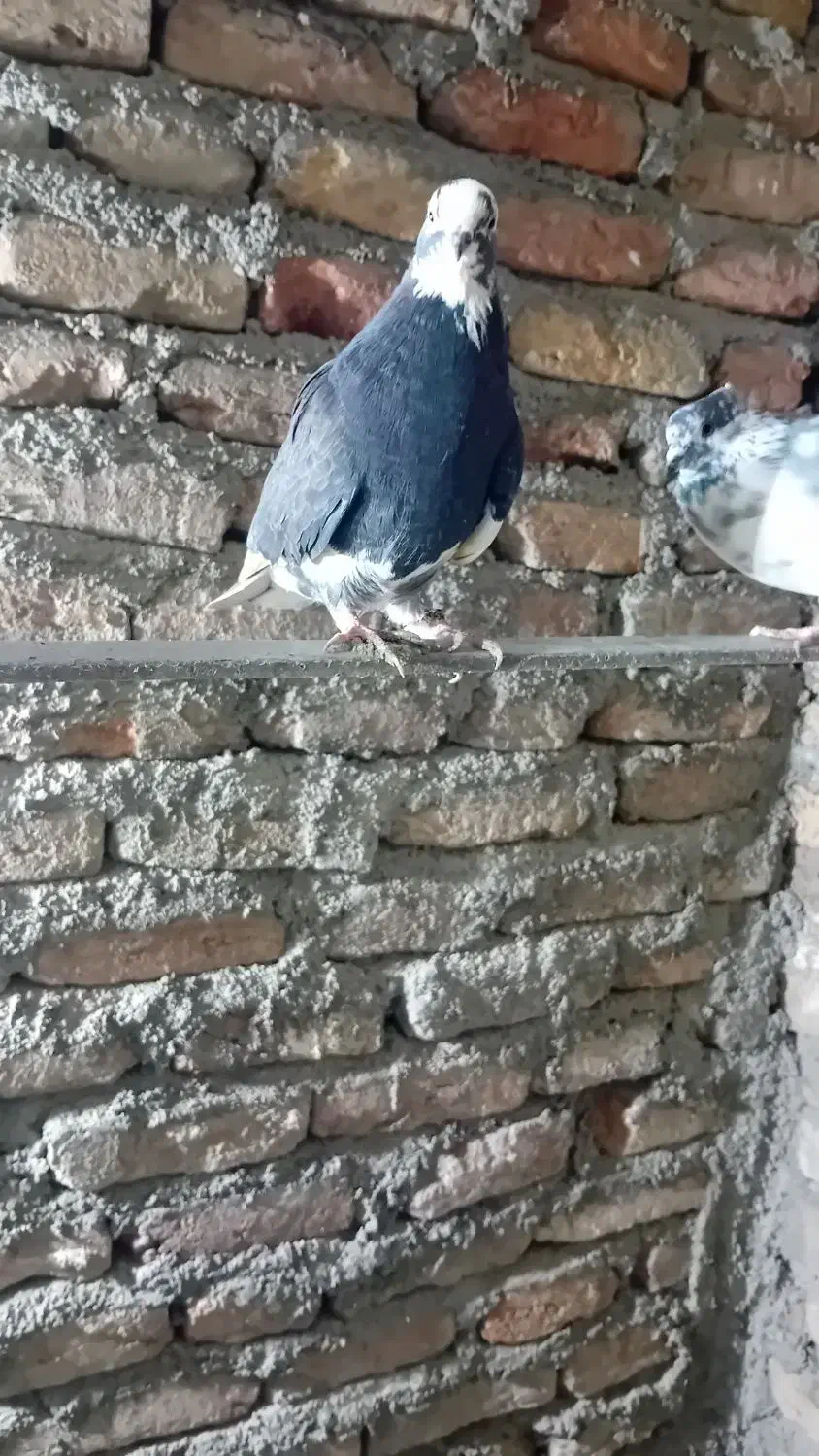 کفتر تهرانی|پرنده|بروجرد, |دیوار