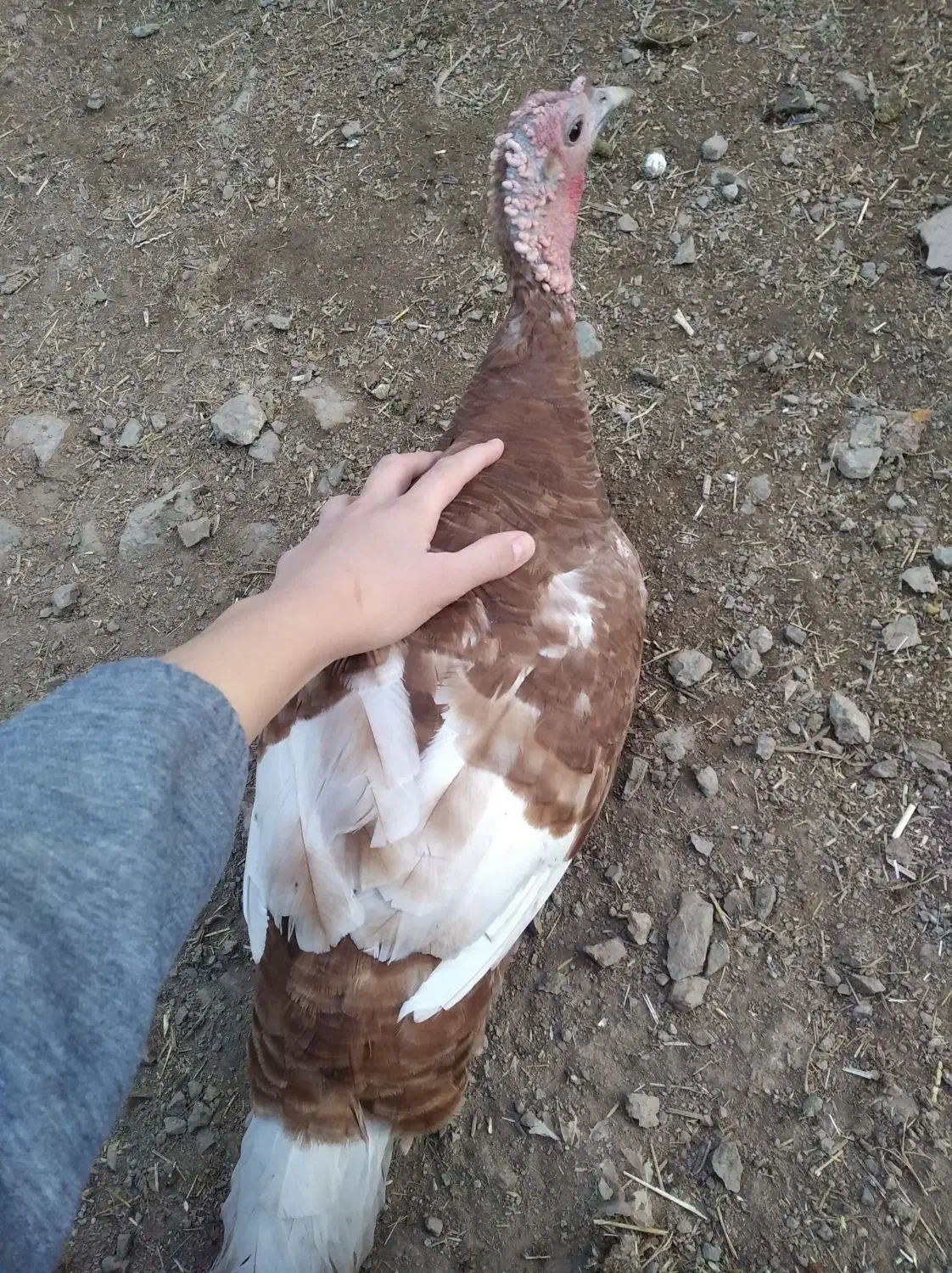 بوقلمون بوربون سینه پهن|حیوانات مزرعه|بیلوار, |دیوار