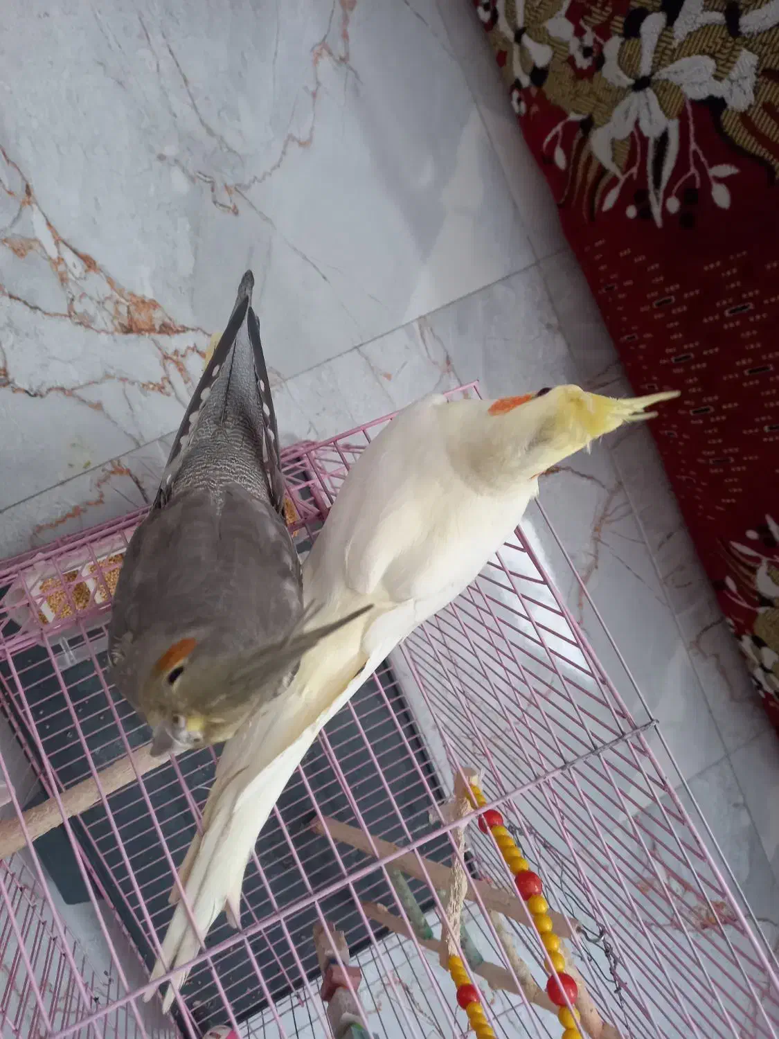 عروس هلندی|پرنده|رودسر, |دیوار