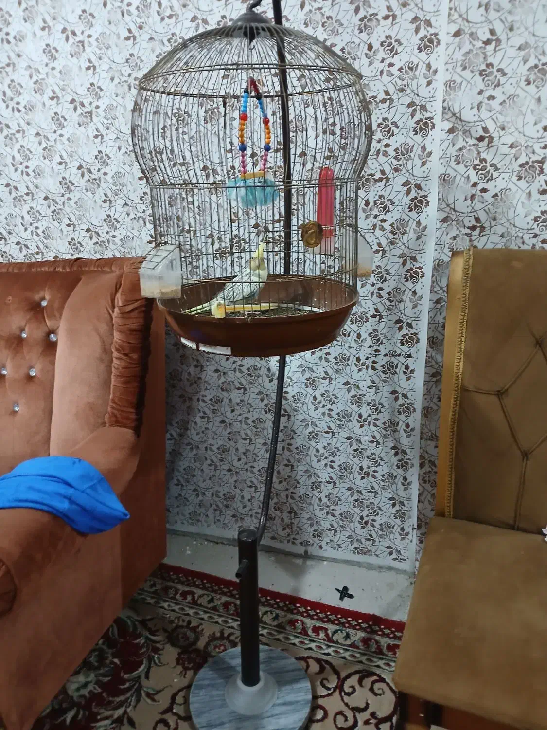 عروس هلندی سالم و سرحال|پرنده|رشت, سعدی (تختی)|دیوار