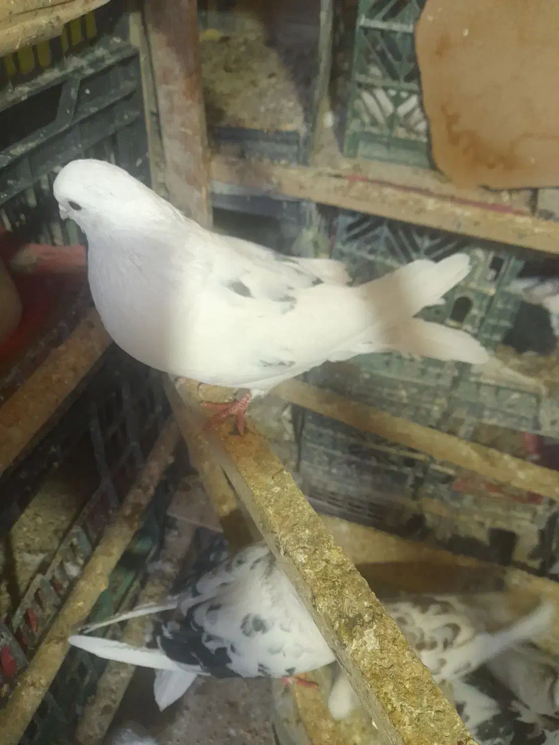 کبوتر نر خال پیس|پرنده|شاهین دژ, |دیوار