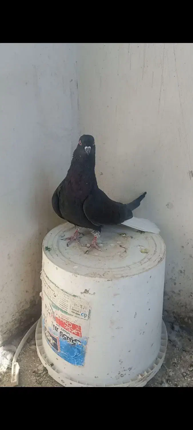 کبوتردمسفیدماده|پرنده|تاکستان, |دیوار