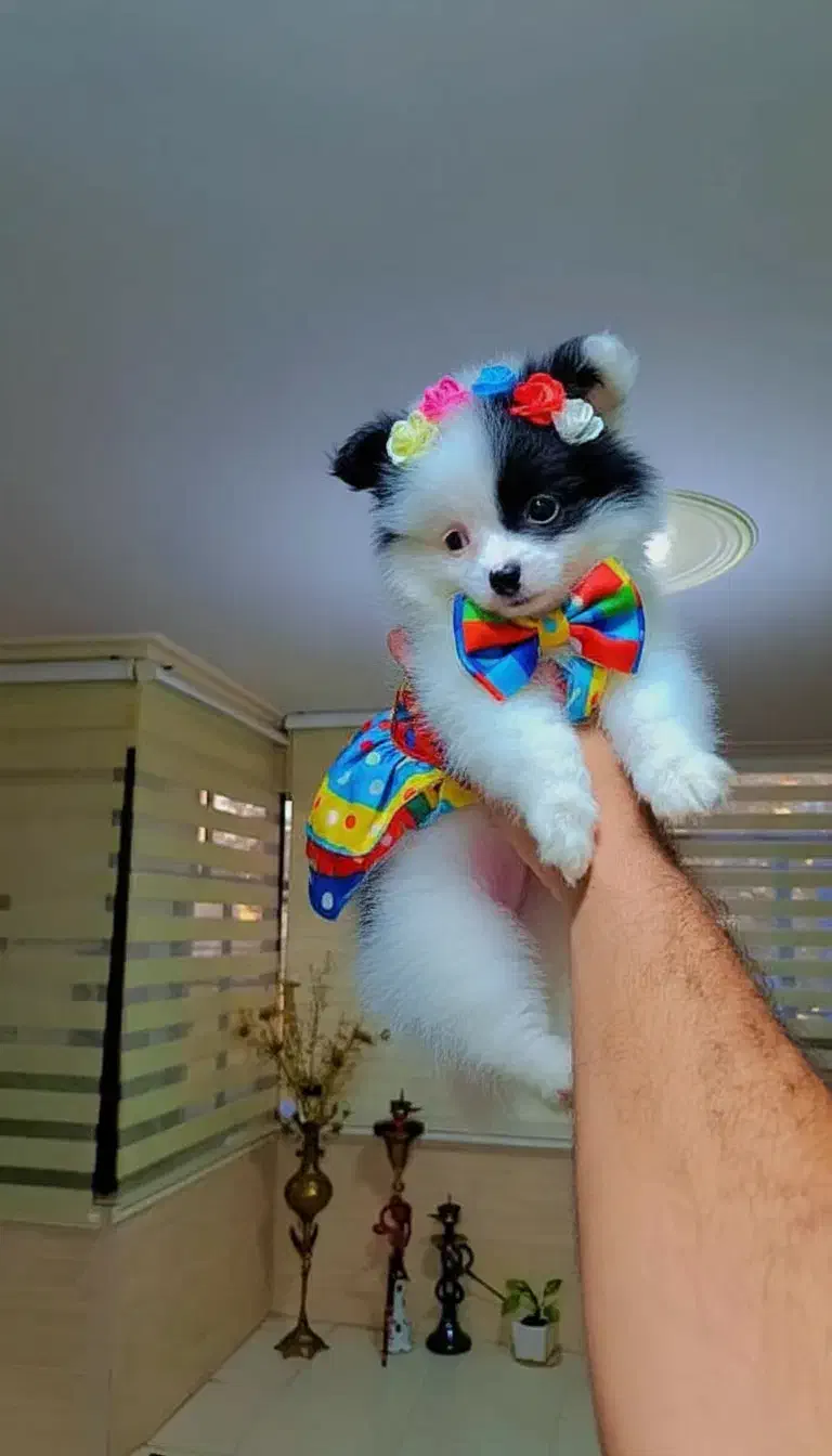 فروش سگ پامر فقط هشت میلیون|سگ|تهران, شهرک غرب|دیوار