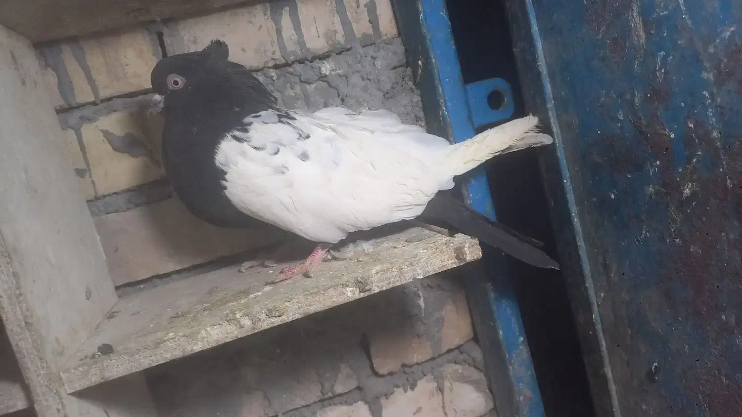 ماده سینه سیاه|پرنده|اهواز, پردیس|دیوار