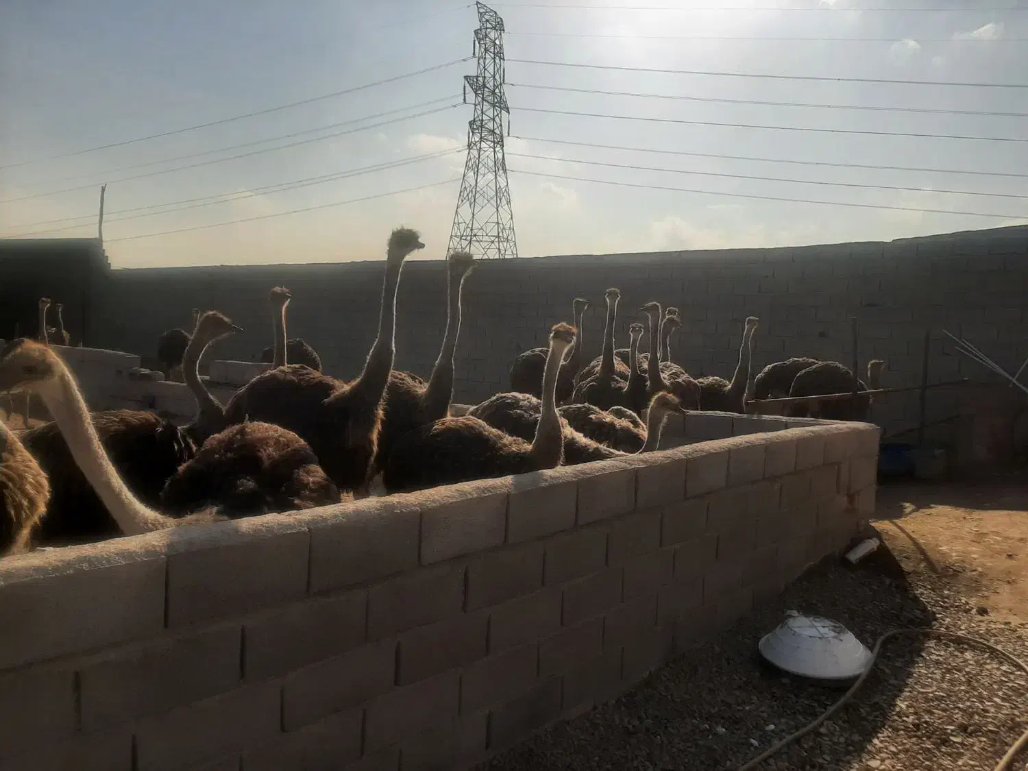 شترمرغ|حیوانات مزرعه|مشهد, رده|دیوار