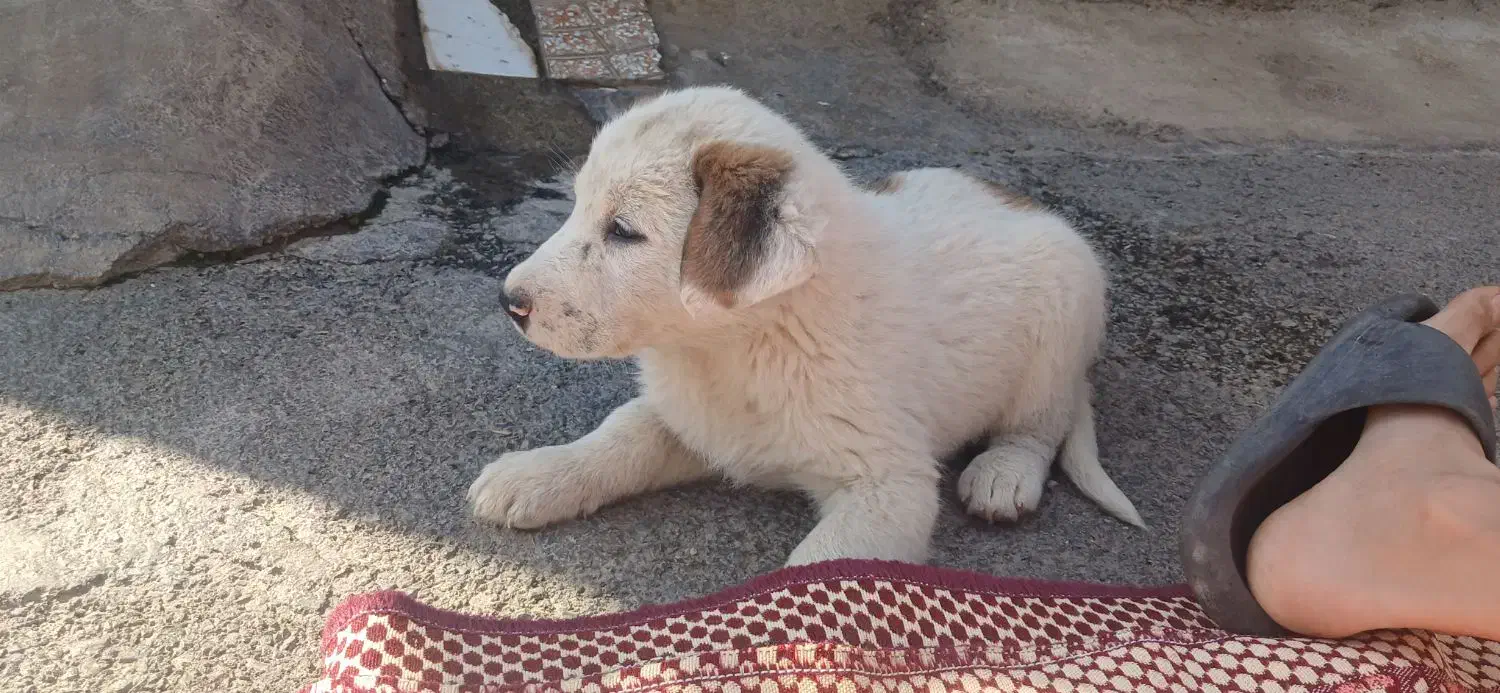 سگ سرابی|سگ|هشتگرد, شهرک وحدت|دیوار