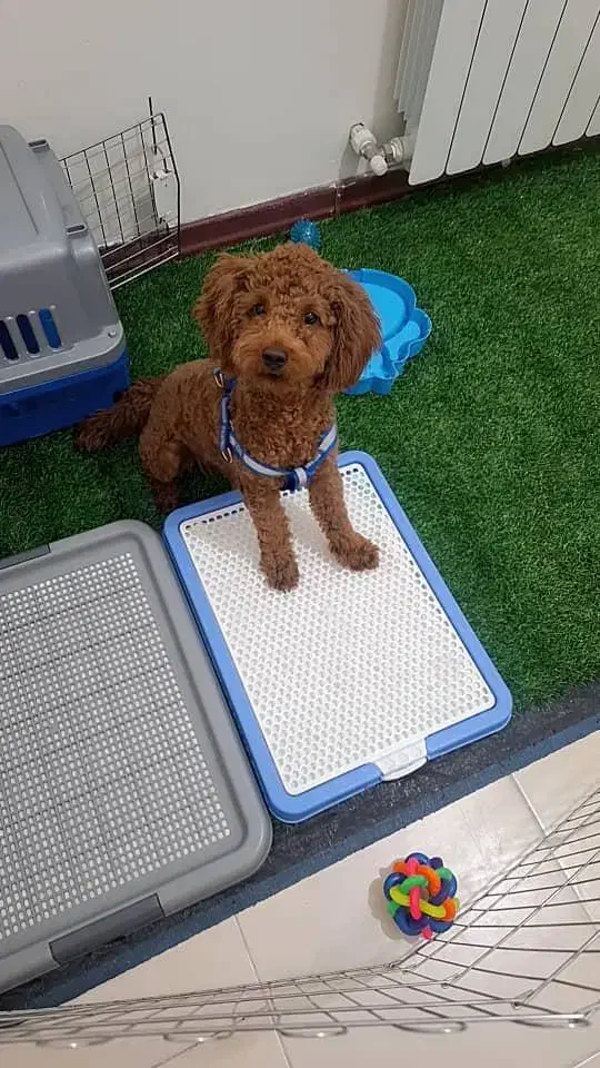 پودل دارک رد نر|سگ|فردیس, شهرک شهید حسینی|دیوار