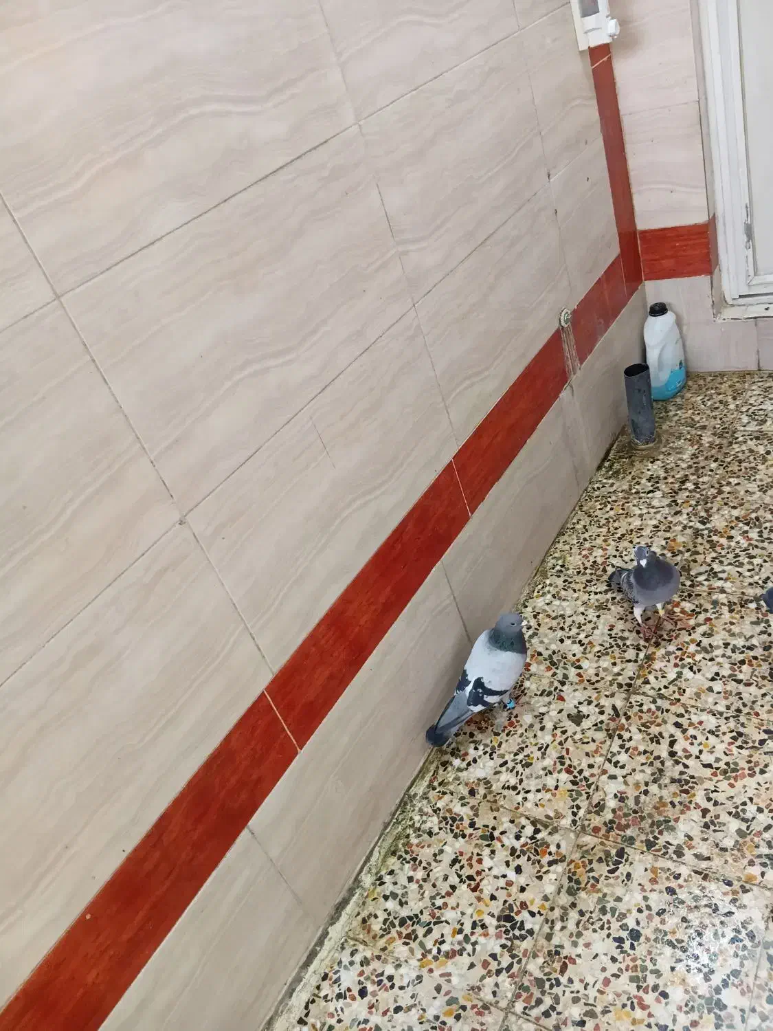 کبوتر جفت|حیوانات|اندیمشک, |دیوار