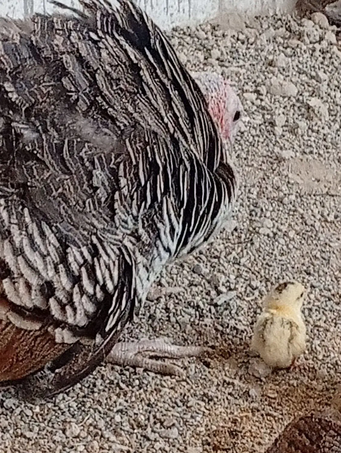 جوجه مرغ|حیوانات مزرعه|زهک, |دیوار