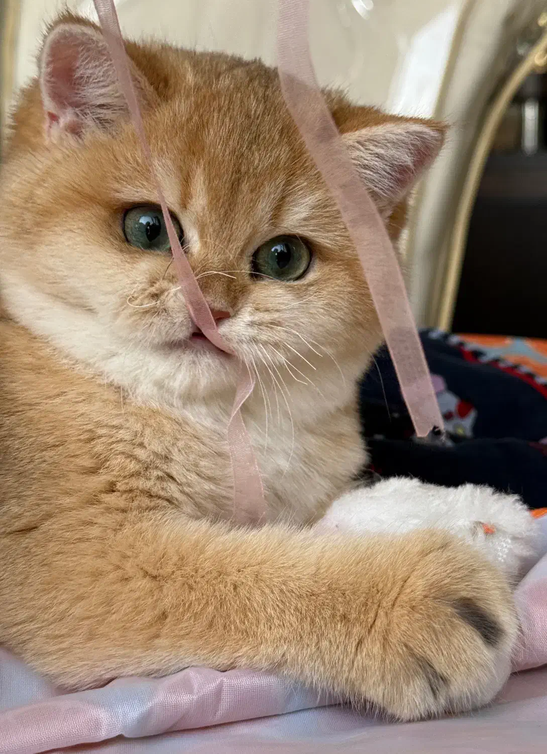 یه مثقال طلای بریتیش|گربه|تهران, دزاشیب|دیوار