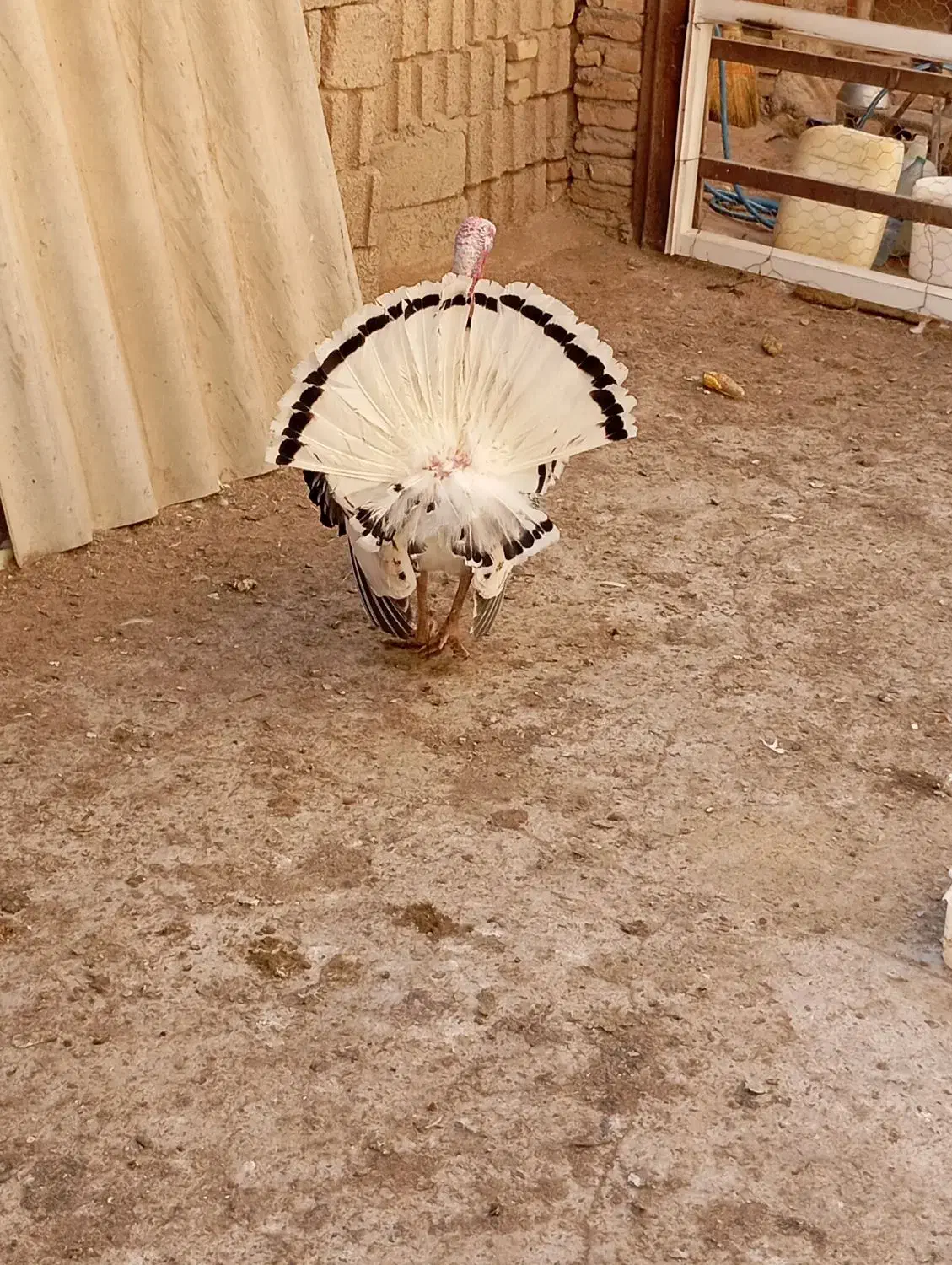 بوقلمون نر و ماده|حیوانات مزرعه|مرودشت, رودبال|دیوار