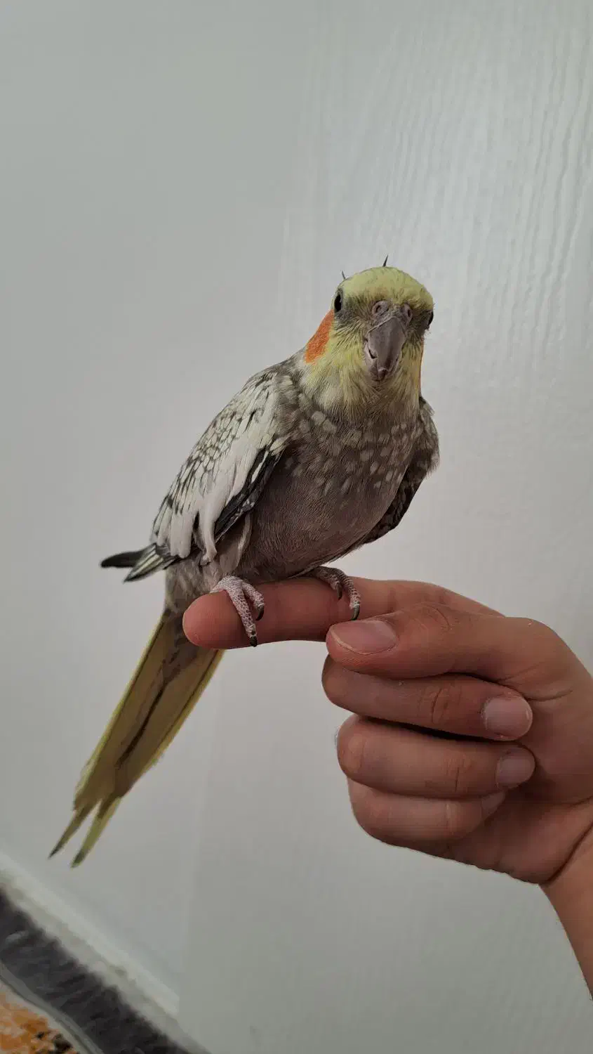 عروس هلندی طوطی|پرنده|باغستان, |دیوار