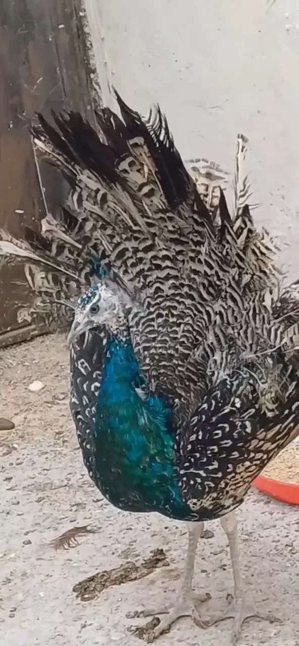 طاووس نر مصری ۷ماهه|پرنده|مشهد, رده|دیوار