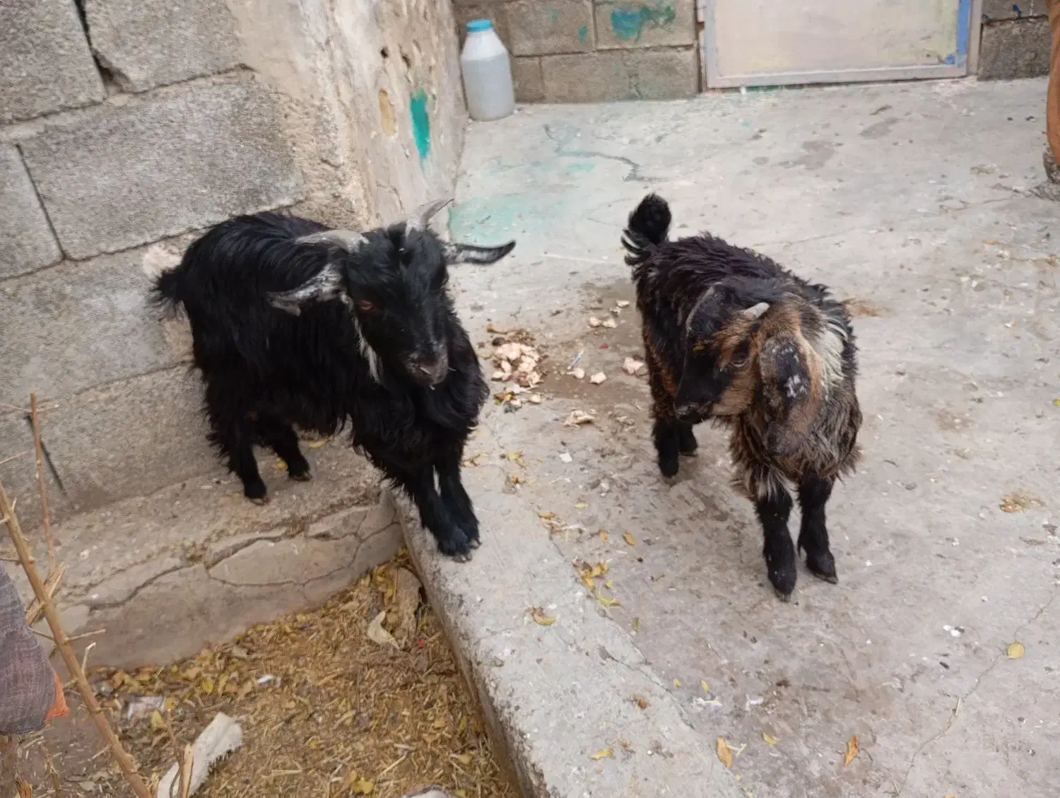 کهره فروشی در باغملک|حیوانات مزرعه|باغ ملک, |دیوار