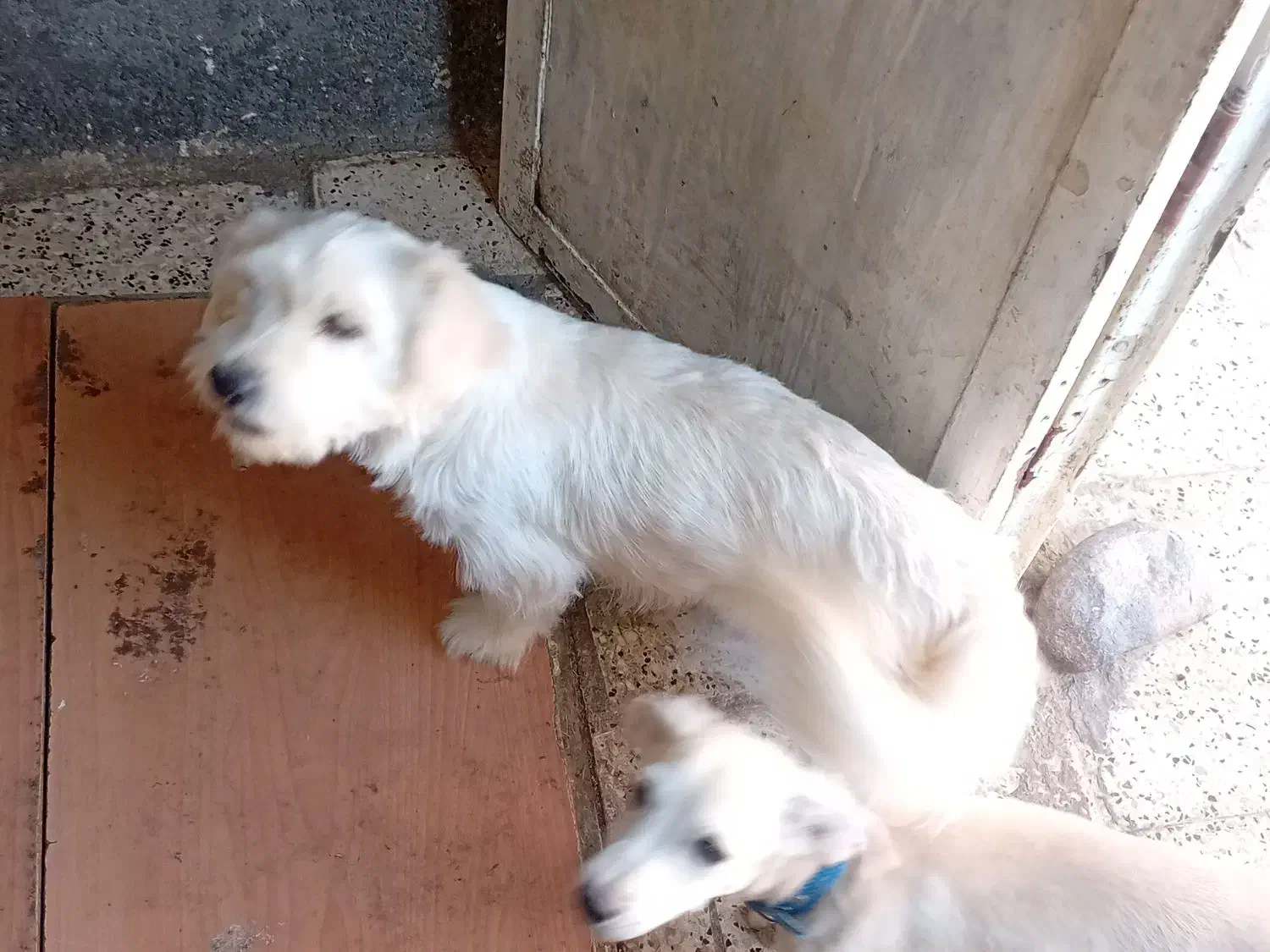 سگ اشپیتز و شتیزو|سگ|مشهد, بهمن|دیوار