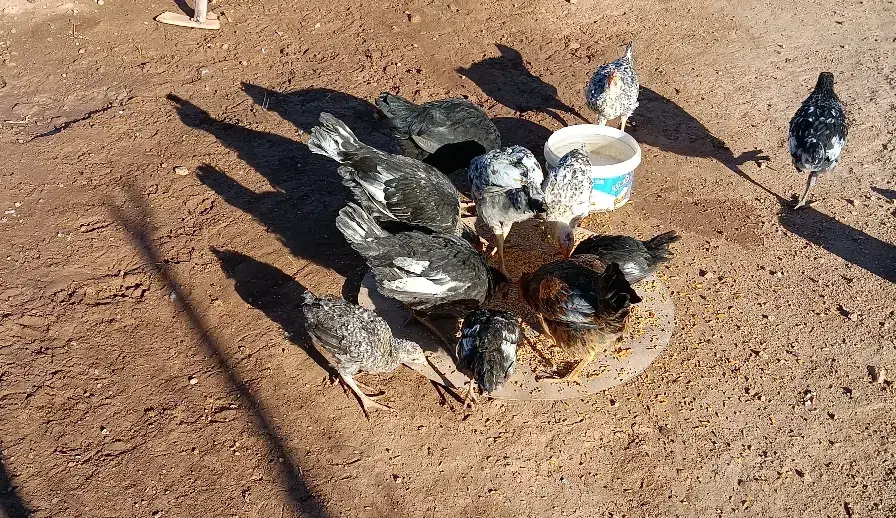 جوجه مرغ و خروس دانه ای ۲۰۰ و ۳۰۰|حیوانات مزرعه|حمیل, |دیوار