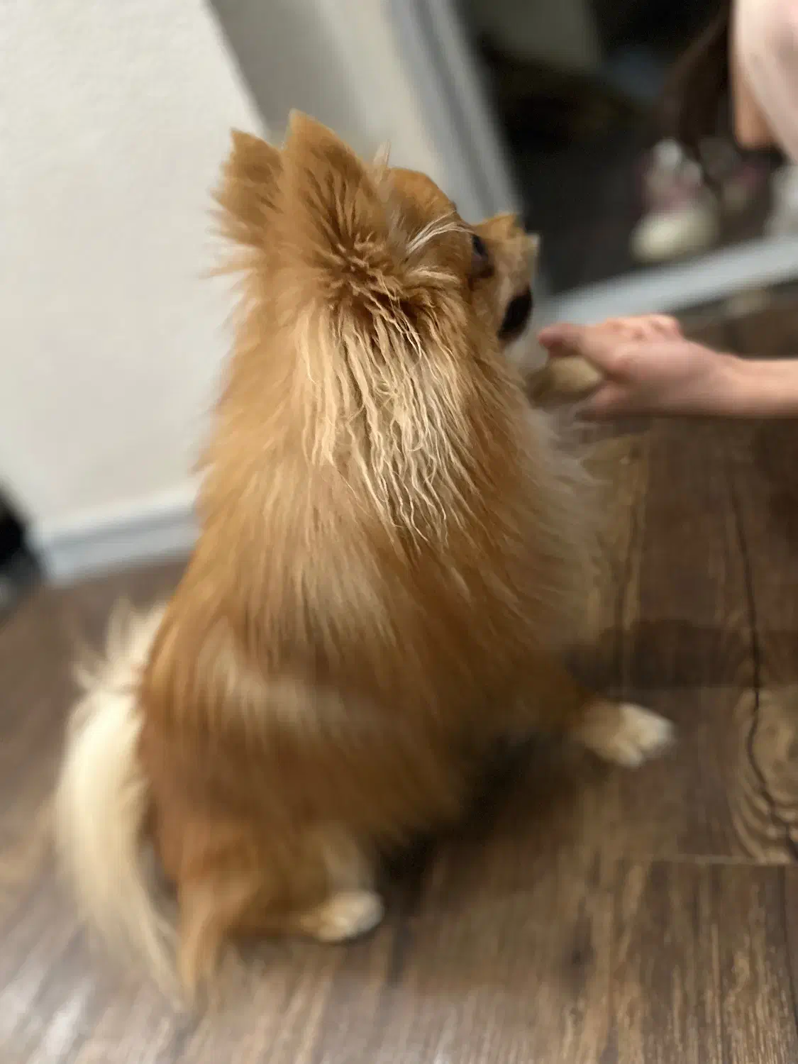 پامرانین|سگ|شاهین‌شهر, خانه کارگر|دیوار