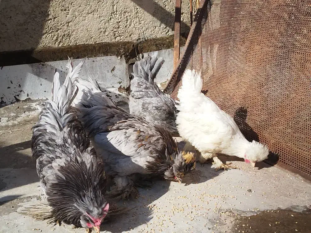 مرغ وخروس 6عدد|حیوانات مزرعه|شیراز, کیان آباد|دیوار
