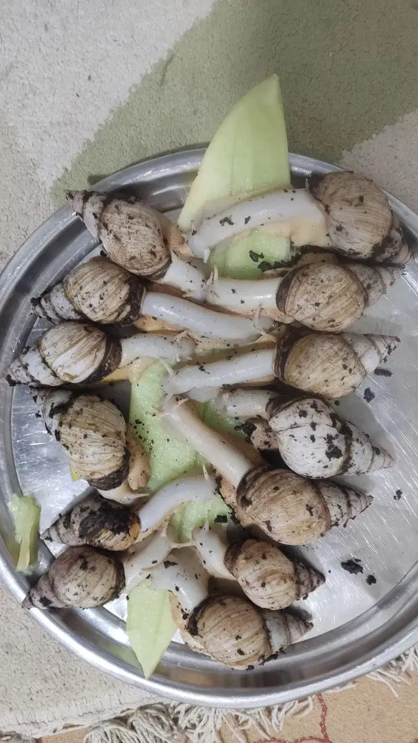 کار خانگی پرورش حلزون واگذار میشود|خزنده|بجنورد, |دیوار